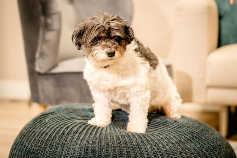 Spikie van Glaswebwinkel